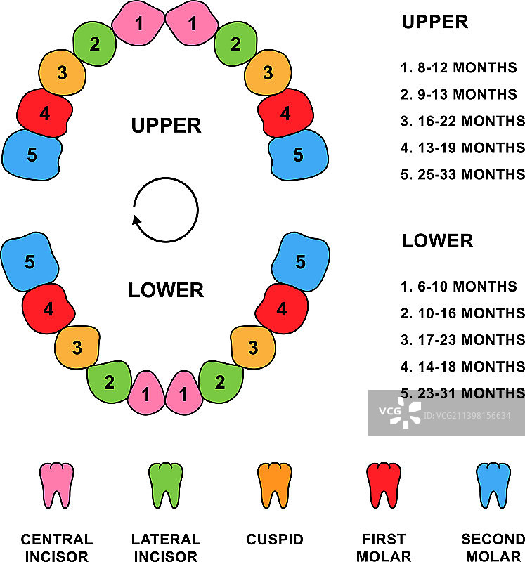 儿童牙齿牙列解剖结构描述图片素材