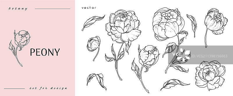 牡丹花线条艺术素描素材图片素材