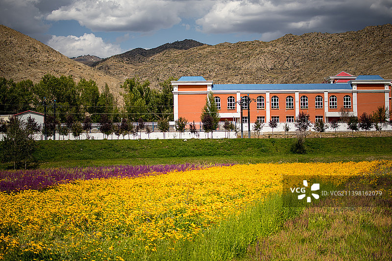 中国新疆北疆阿勒泰的花海图片素材