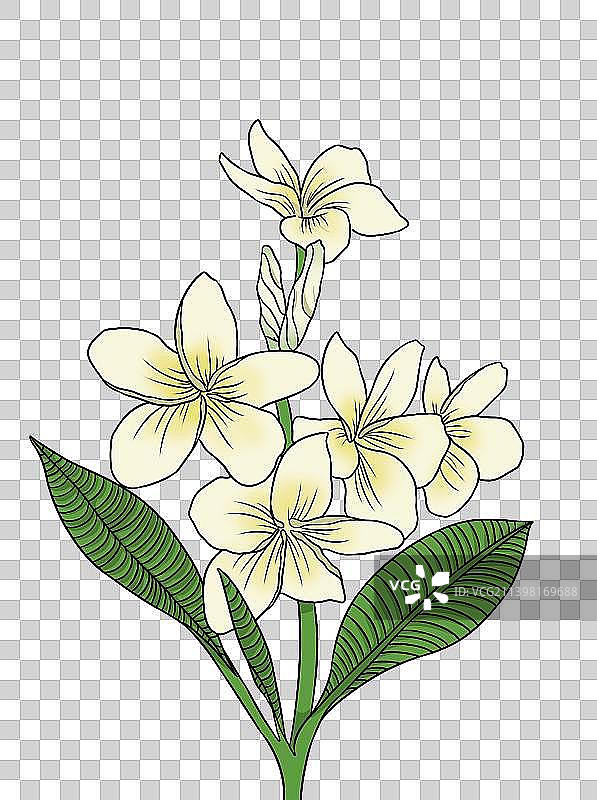 鸡蛋花免扣素材图片素材
