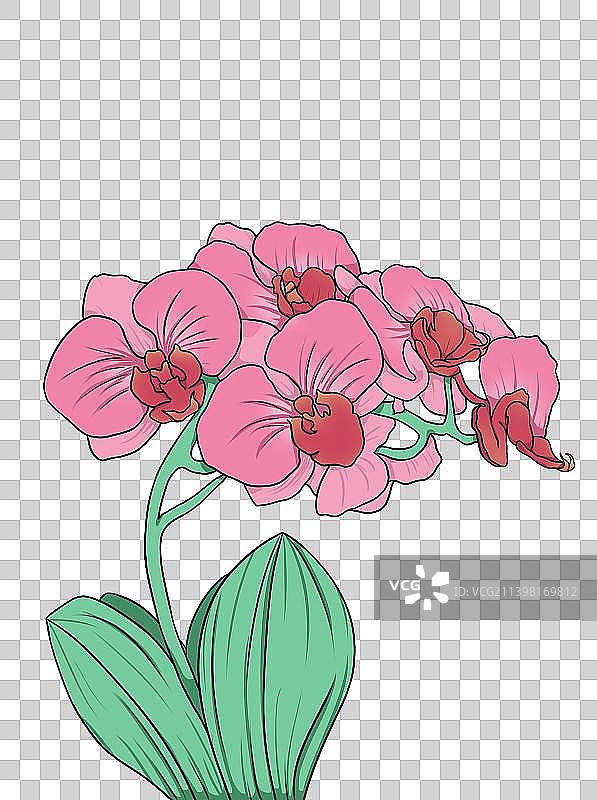 蝴蝶兰图片素材