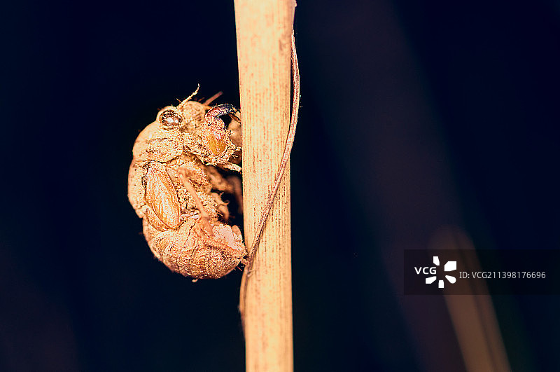 微观世界-- 【出土的幼蝉】图片素材