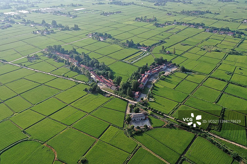 被方形绿色稻田包围的村落图片素材