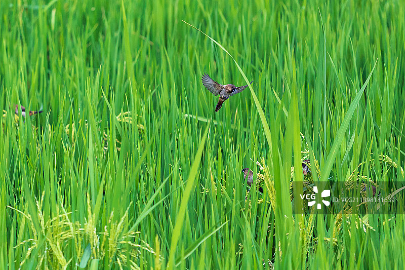 稻田中的白腰文鸟图片素材