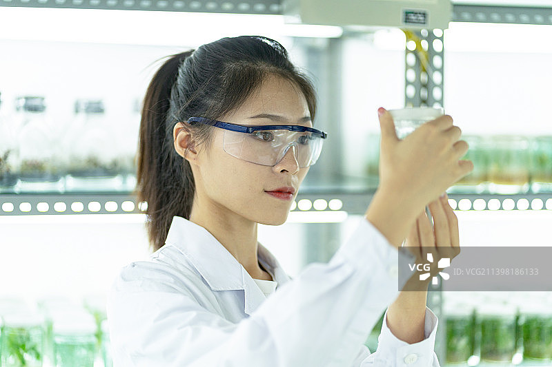 植物组织培养实验室里的年青女科学家图片素材