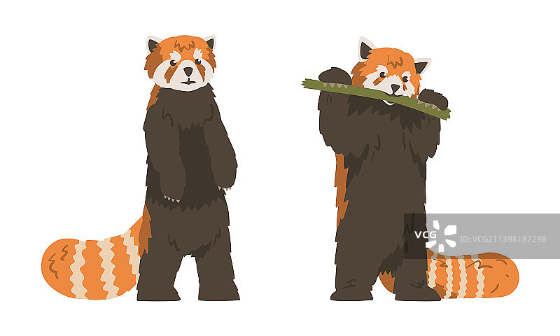 小熊猫，一种毛发浓密的红棕色小型哺乳动物图片素材