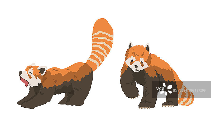 小熊猫，一种毛发浓密的红棕色小型哺乳动物图片素材