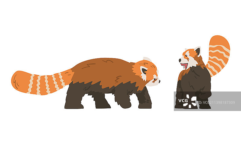 小熊猫，一种毛发浓密的红棕色小型哺乳动物图片素材