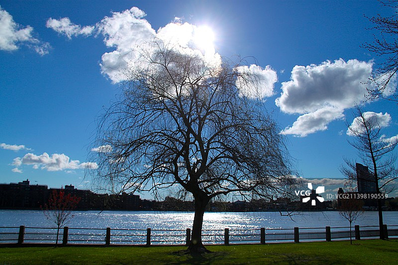 纽约罗斯福岛的樱花(Spring cherry blossoms on Roosevelt )图片素材