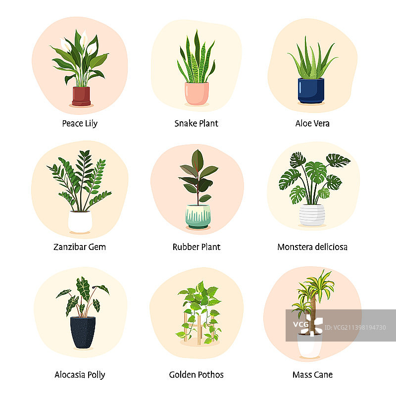 室内植物图片素材