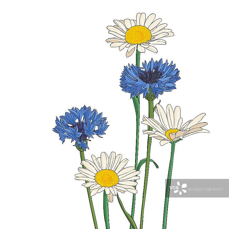 野生花卉绘画图片素材