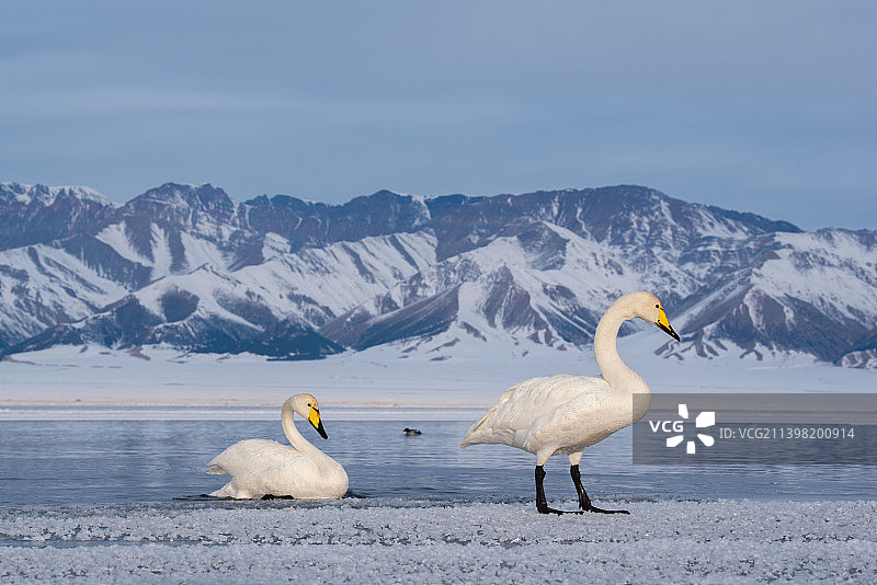 冬季赛里木湖天鹅图片素材