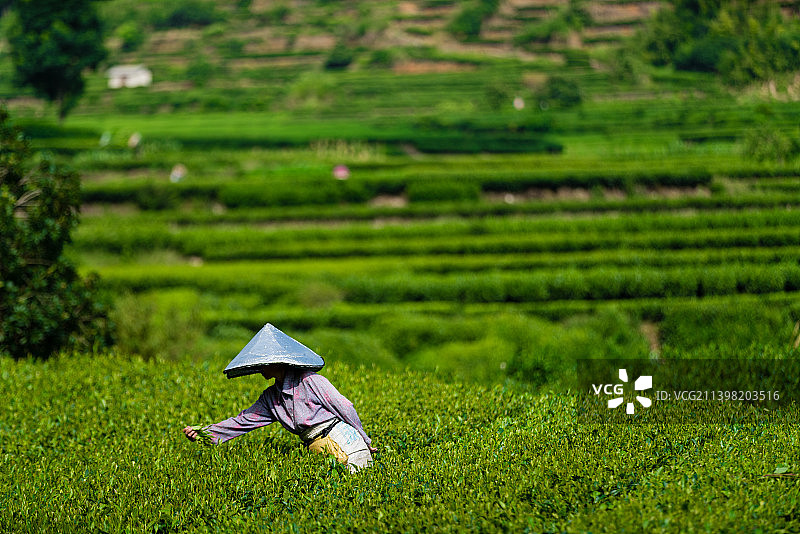 采茶图片素材