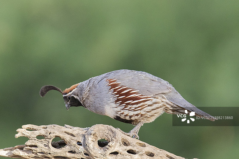 甘贝尔鹌鹑雄鸟栖息图片素材
