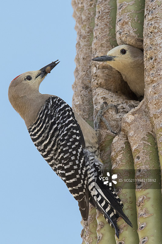 吉拉啄木鸟雄鸟将食物叼回萨瓜罗仙人掌的巢穴喂给雌鸟图片素材