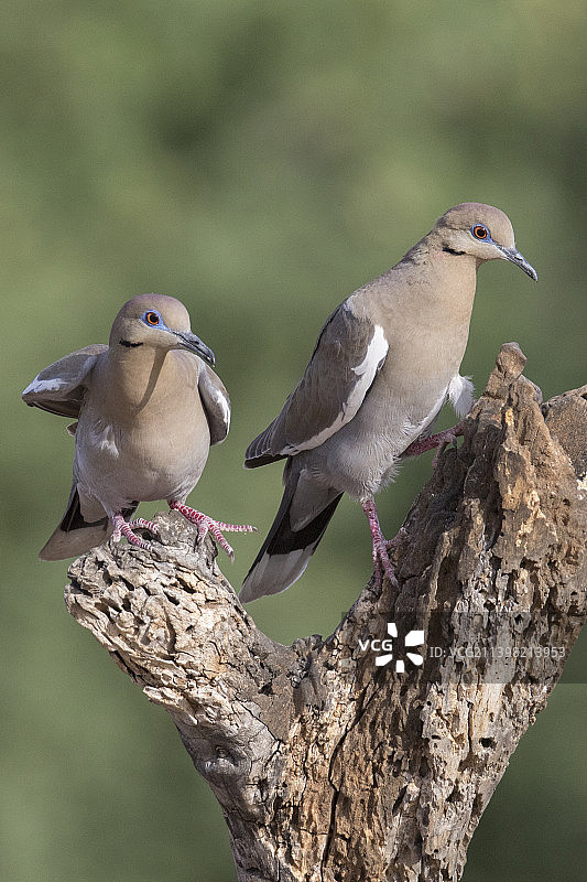 一对白翅哀鸽栖息图片素材