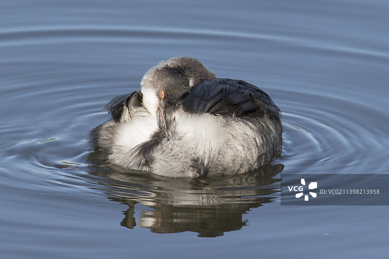 角䴙䴘梳理羽毛图片素材