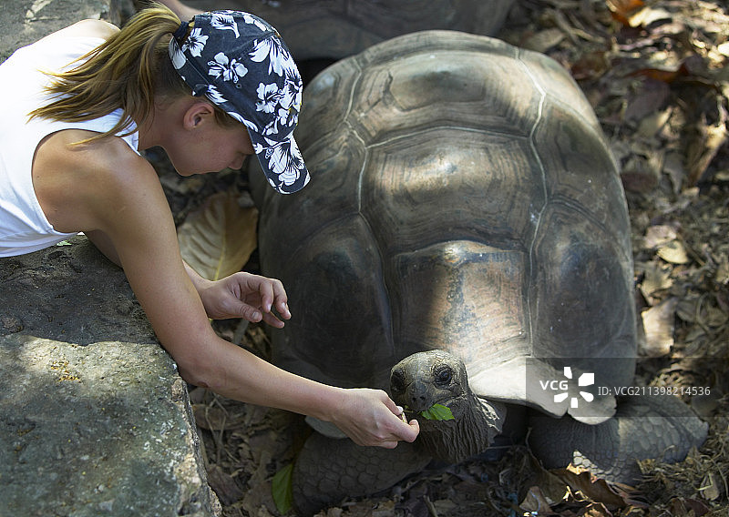 孩子喂乌龟吃植物图片素材