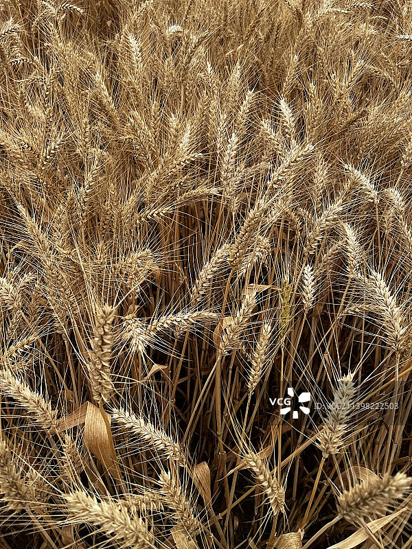 金色麦浪图片素材