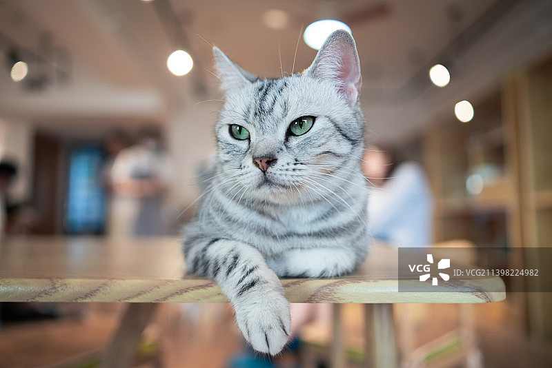 美国短毛猫，银虎斑图片素材