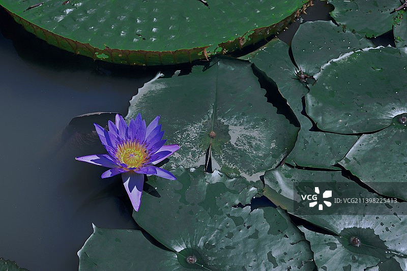湖中荷花的特写镜头图片素材