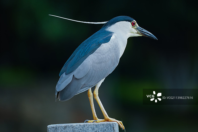 呆毛起飞的夜鹭图片素材