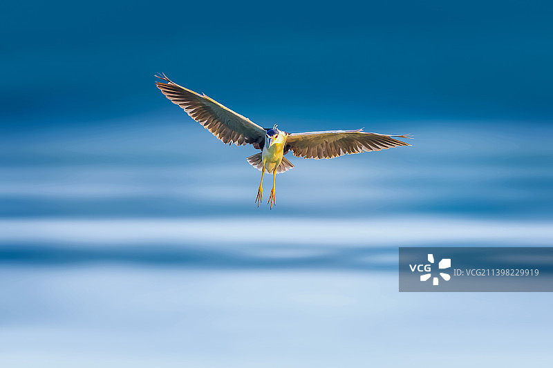 夜鹭--迎面而来图片素材