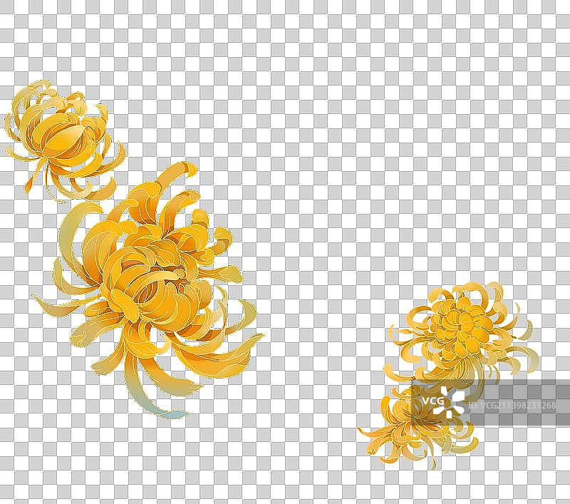 中国风传统节日元素菊花图片素材