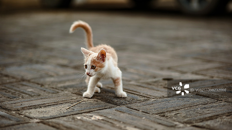 乡村宠物图片素材