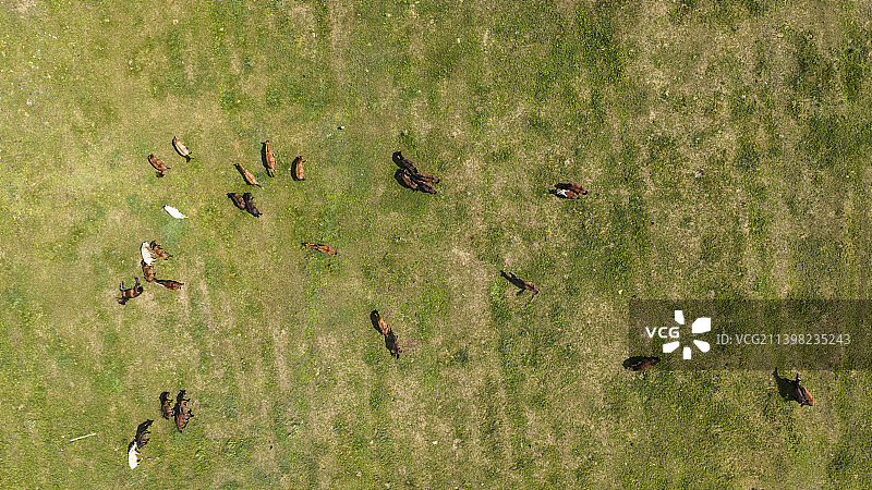 航拍在草地上的马羊群图片素材