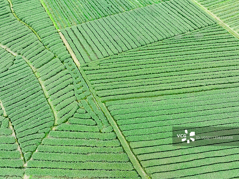 无人机高视角航拍 蒙顶山 名山 竹叶青 核心产区 优质 有机 生态 指纹 明前茶图片素材