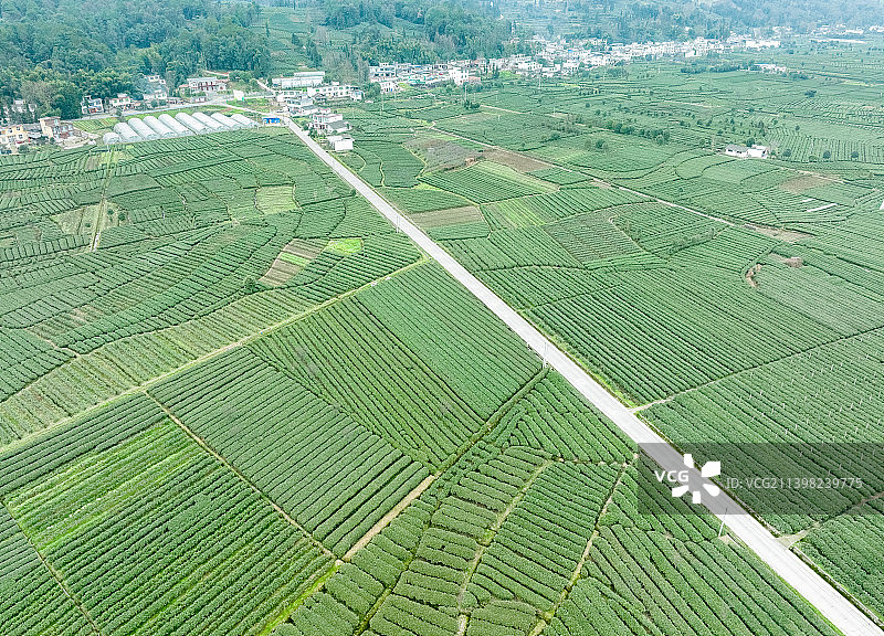 无人机高视角航拍 蒙顶山 名山 竹叶青 核心产区 优质 有机 生态 指纹 明前茶图片素材