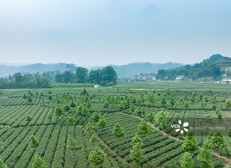 高视角无人机航拍 蒙顶山 名山 竹叶青 核心产区 优质 有机 生态 指纹 明前茶图片素材