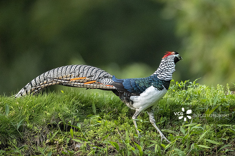 白腹锦鸡图片素材