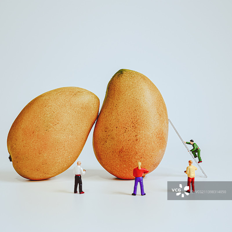 小人国的芒果  收获水果图片素材