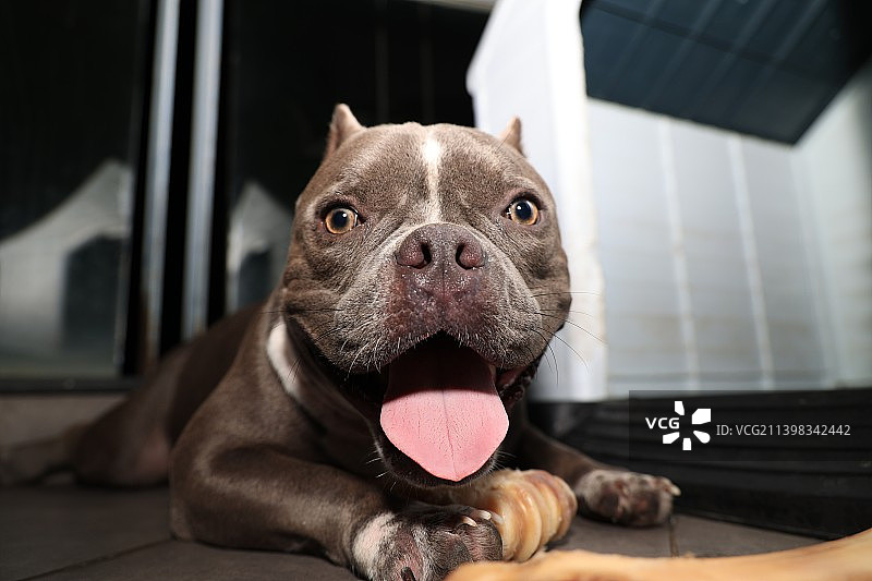 恶霸犬的特写肖像图片素材