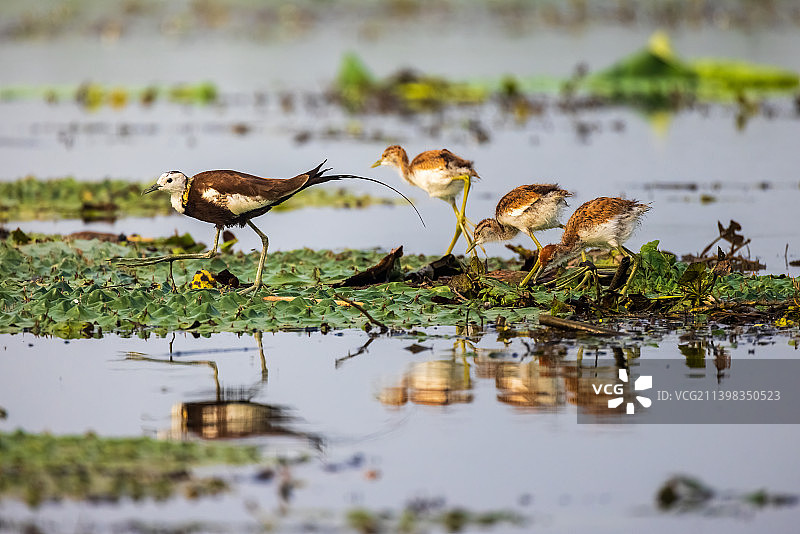 山东泰安东平湖里的“水中凤凰”--水稚图片素材