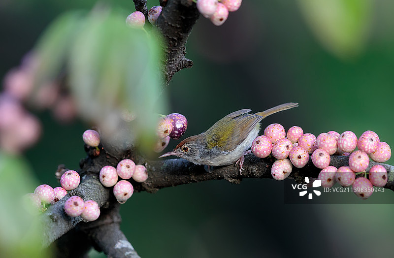 普通缝叶莺《榕果精灵》图片素材