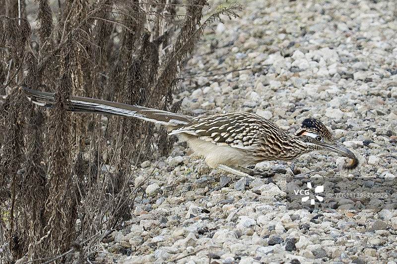 嘴里叼着食物的大走鹃图片素材
