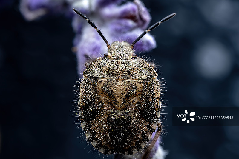 重庆四面山自然保护区昆虫-蝽图片素材