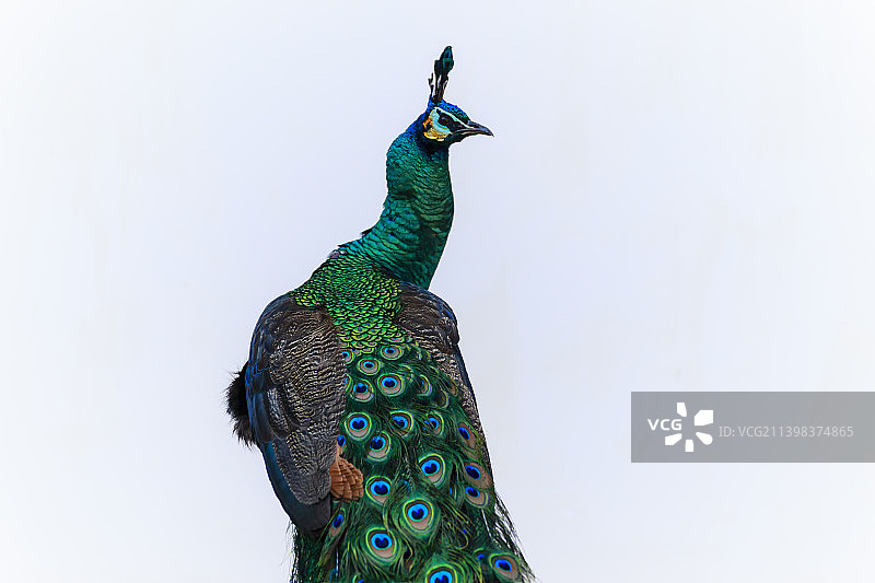 绿孔雀图片素材