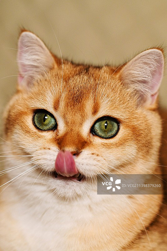 萌猫布丁图片素材