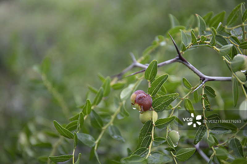 宁夏银川贺兰山初秋风景---酸枣图片素材