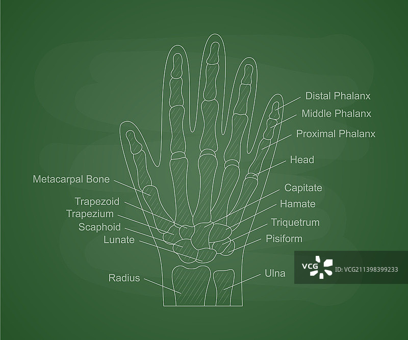 绿色黑板上的人手骨骼解剖图图片素材