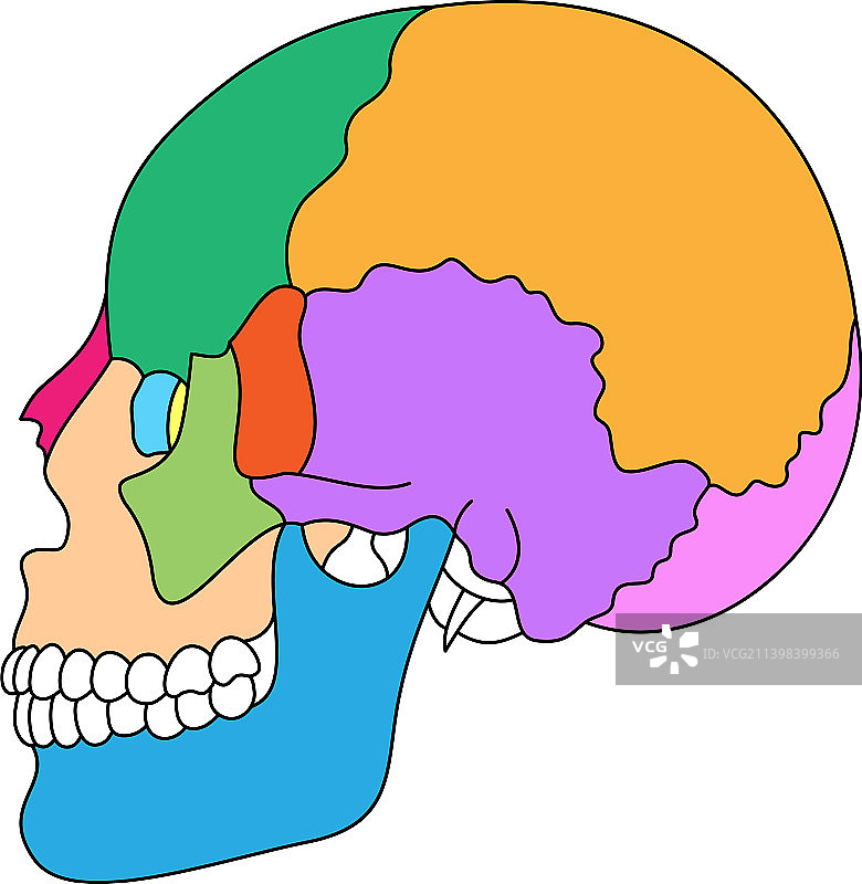 人类颅骨骨骼解剖彩色颅骨部件图片素材