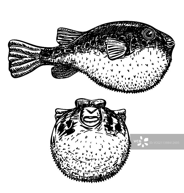 红鳍东方鲀图片素材