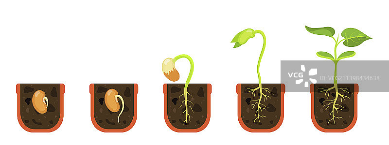 花盆中种子发芽图片素材