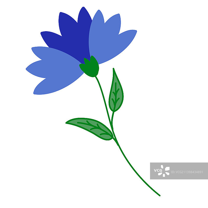 蓝色虚拟花朵矢车菊花叶图片素材