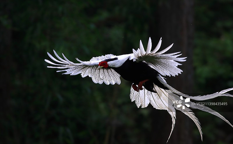 俯冲的飘逸图片素材