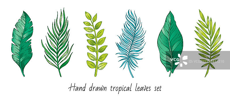 速写风格的热带植物叶子图片素材